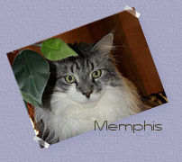 Memphis