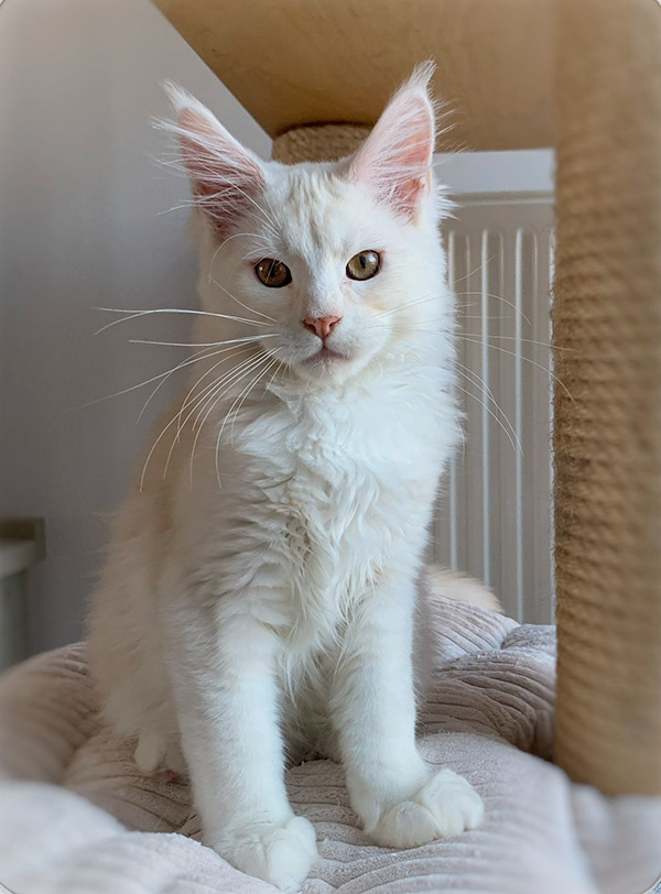 Ziggy