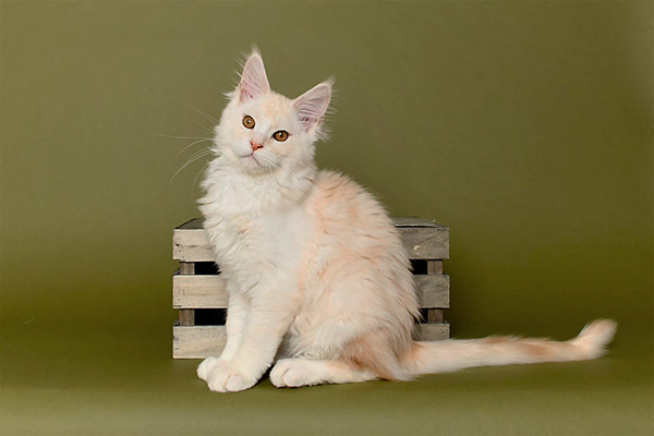 Ziggy
