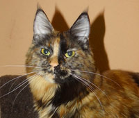 Muriel