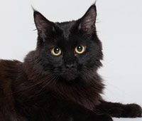 Cleo